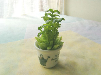 daikon1_600.jpg