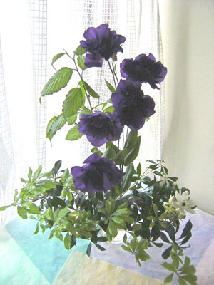 hazakura2_600.jpg