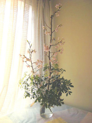 sakura2_600.jpg